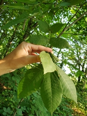 Caryomyia urnula