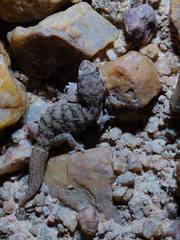 Hemidactylus reticulatus