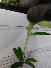 Coprosma ×cunninghamii