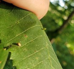 Caryomyia urnula