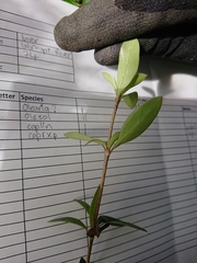 Coprosma ×cunninghamii