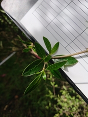 Coprosma ×cunninghamii