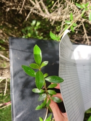 Coprosma ×cunninghamii