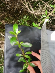 Coprosma ×cunninghamii