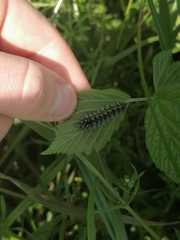 Callimorpha dominula