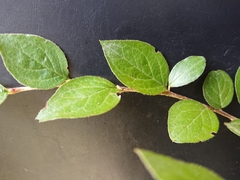 Cotoneaster simonsii