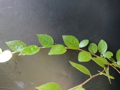 Cotoneaster simonsii