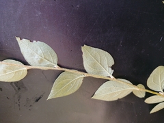 Cotoneaster simonsii