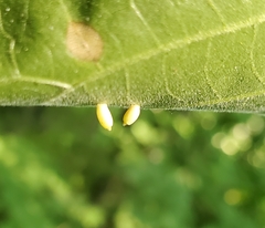 Caryomyia urnula