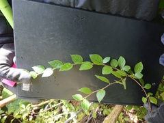 Cotoneaster simonsii