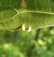 Caryomyia urnula