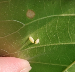 Caryomyia urnula
