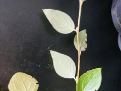 Cotoneaster simonsii