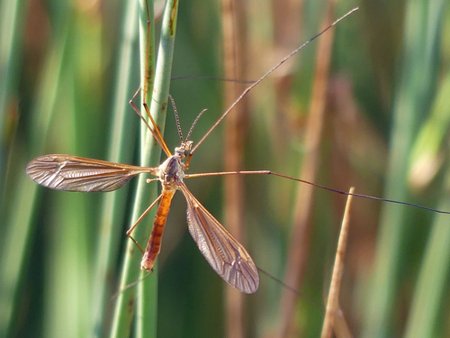 Angarotipula illustris