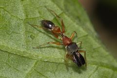 Myrmarachne japonica