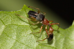 Myrmarachne japonica