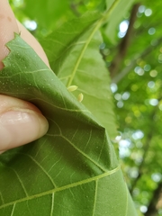 Caryomyia urnula