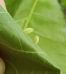 Caryomyia urnula