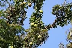 Alsomitra macrocarpa