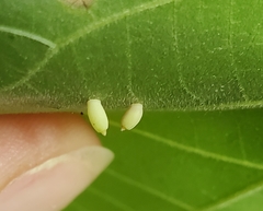 Caryomyia urnula