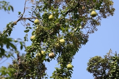 Alsomitra macrocarpa