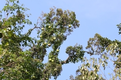 Alsomitra macrocarpa