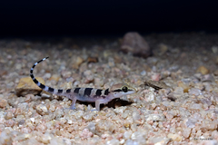 Hemidactylus whitakeri