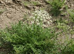 Laserpitium gallicum