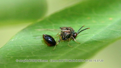 Eucharitinae
