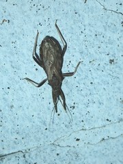 Lisarda rhypara