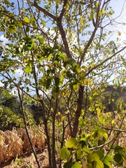 Mimosa caesalpiniifolia