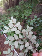 Nothofagus cliffortioides