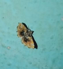 Musotima