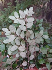 Nothofagus cliffortioides