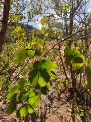 Mimosa caesalpiniifolia