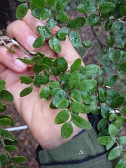 Nothofagus cliffortioides