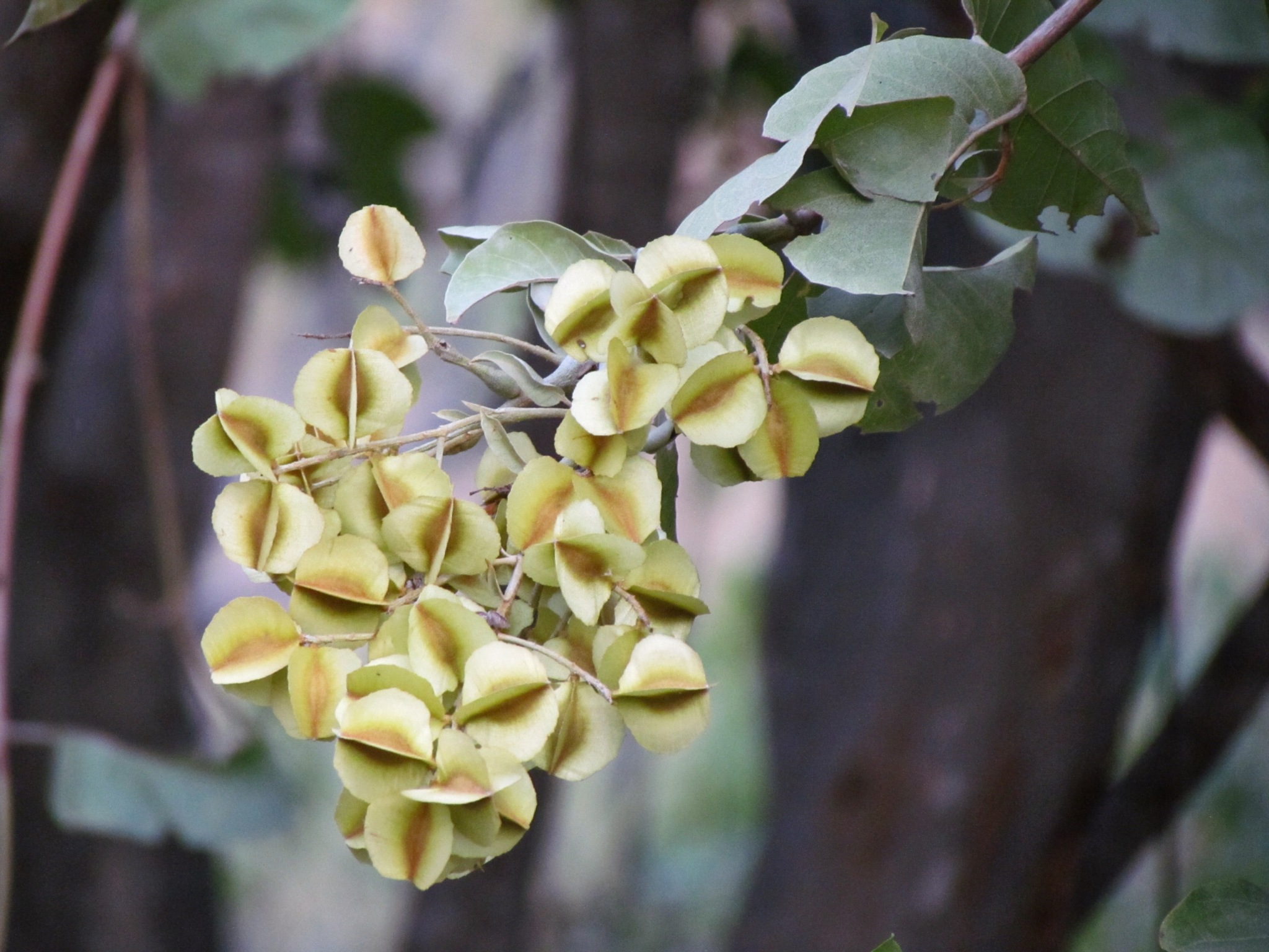 Combretum leprosum