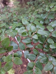 Nothofagus cliffortioides