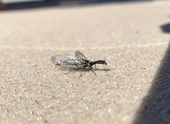 Raphidiinae