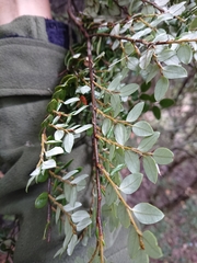 Nothofagus cliffortioides