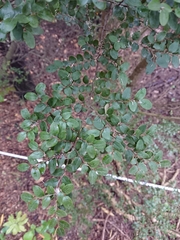 Nothofagus cliffortioides