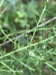 Rhopalomyia gemmaria