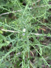 Rhopalomyia gemmaria