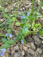 Veronica chamaedrys