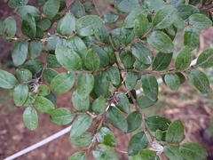Nothofagus cliffortioides