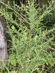 Rhopalomyia gemmaria