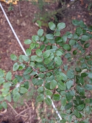 Nothofagus cliffortioides