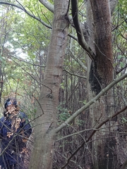 Nothofagus cliffortioides