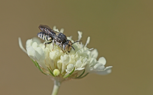 Foto von Coelioxys polycentris
