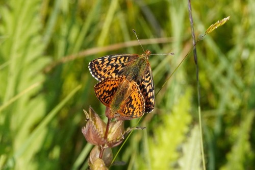 Cranberry Fritillary